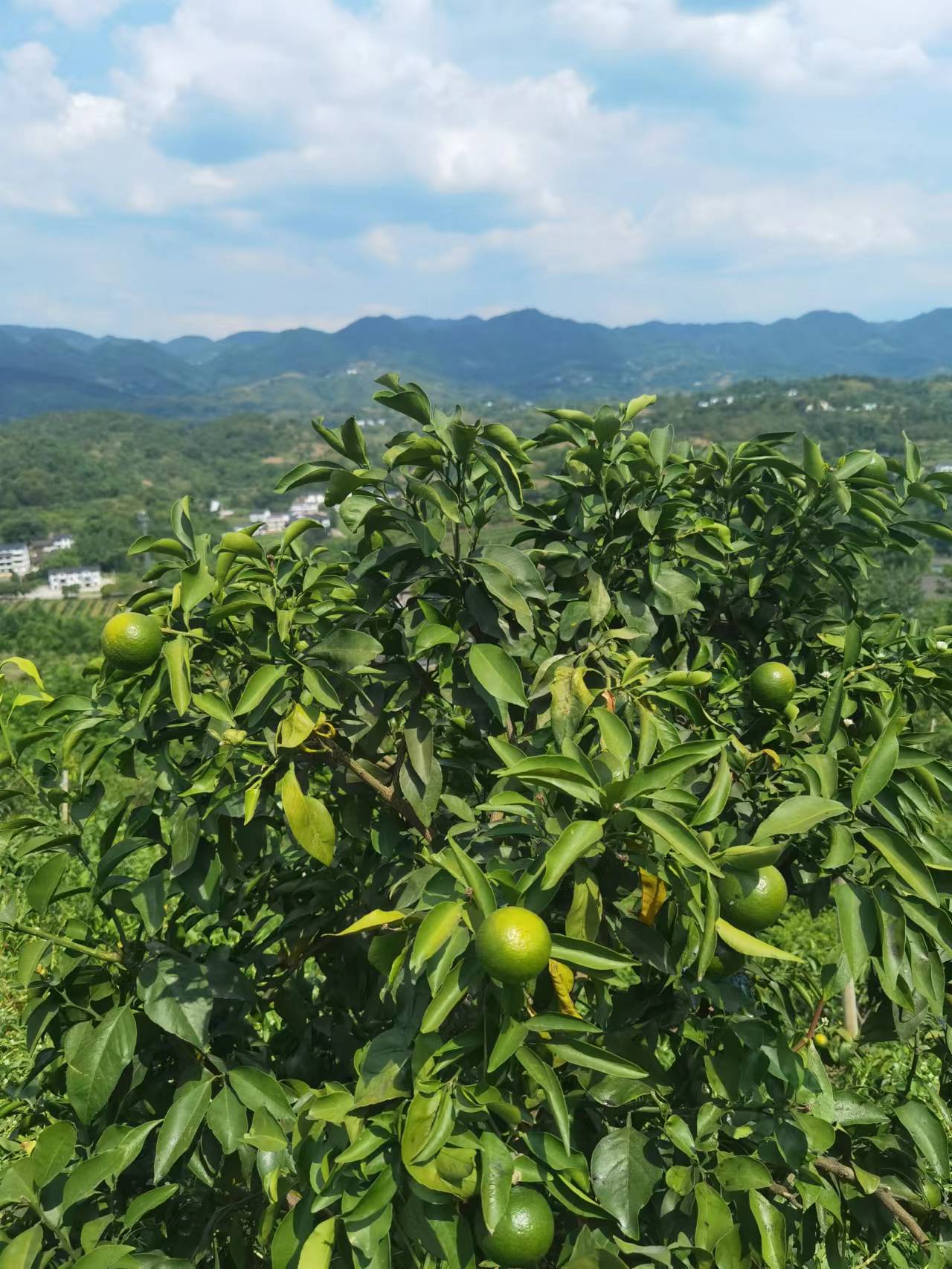 的田野上丨無人駕駛的智慧農機在青龍村山坡上忙農活 - 今日重慶網